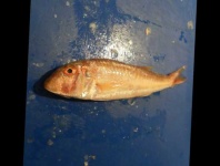 image of fish