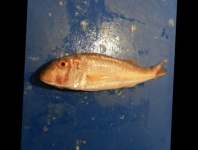 image of striped_red_mullet #0