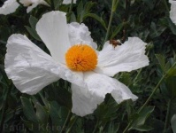 image of flower