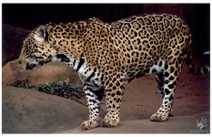 image of jaguar_car