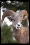 image of bighorn