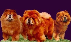 image of chow