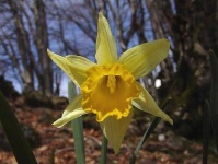 image of flower