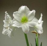 image of flower
