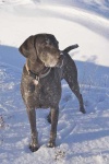 image of animal