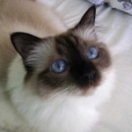 image of birman #17