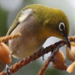 image of bird