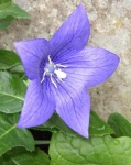 image of flower