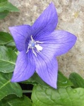 image of balloon_flower #29