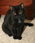 image of animal