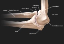 image of elbow #16