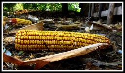 image of ear_corn #17