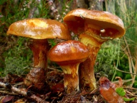 image of suillus #9