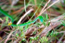 image of vine_snake #4