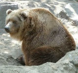 image of brown_bear