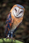 image of owl