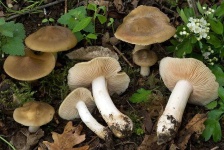 image of mushrooms