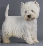 image of wire_haired_fox_terrier
