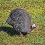 image of bird