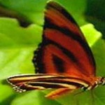 image of animal