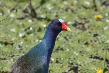 image of european_gallinule #12