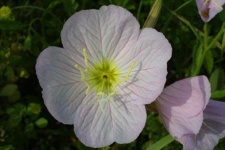 image of flower