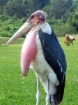 image of stork