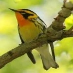 image of bird