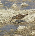 image of dowitcher
