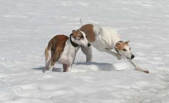 image of whippet #2