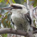 image of bird