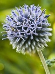 image of flower