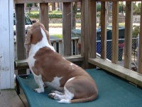 image of basset