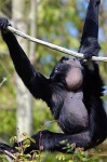 image of siamang