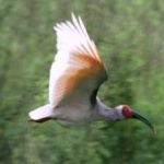 image of asian_crested_ibis #15