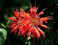 image of flower