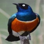 image of bird