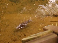 image of platypus
