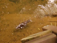 image of platypus #31