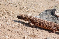 image of gila_monster