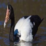 image of bird