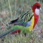image of bird