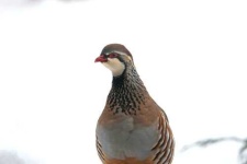 image of partridge