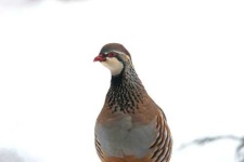 image of partridge #29