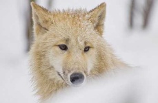 image of white_wolf #7