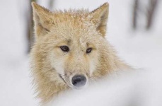 image of white_wolf
