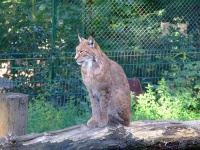 image of lynx