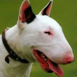 image of animal