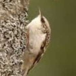 image of bird