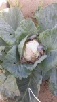 image of damage_to_cabbage_leaves